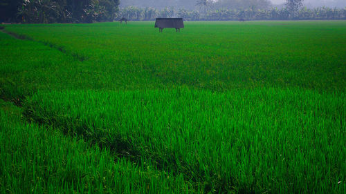 Scenic view of agricultural field