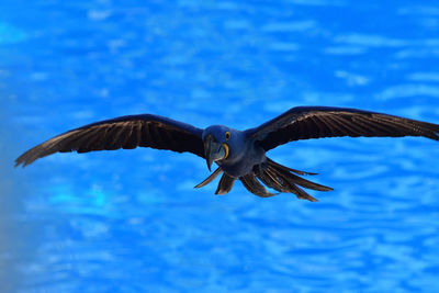 Close up of a hyacinth macaw in flight 