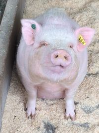 Close-up portrait of pig in farm