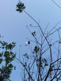 Low angle view of bird perching on tree against sky