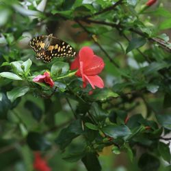 Close-up of butterfly on pink flowering plant