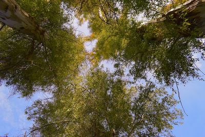 Low angle view of trees against sky