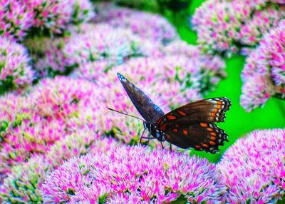 Close-up of butterfly pollinating on pink flower