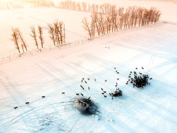 High angle view of snow covered trees on field