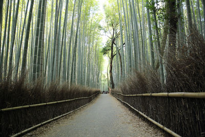 Footpath amidst trees in forest