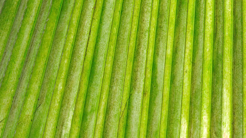 Full frame shot of palm leaves