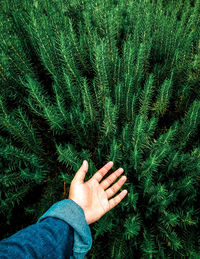 High angle view of person hand on plant
