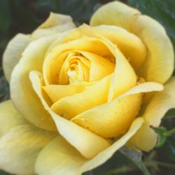 Close-up of yellow rose