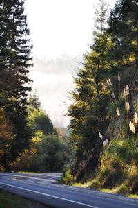 Road amidst trees in forest against sky