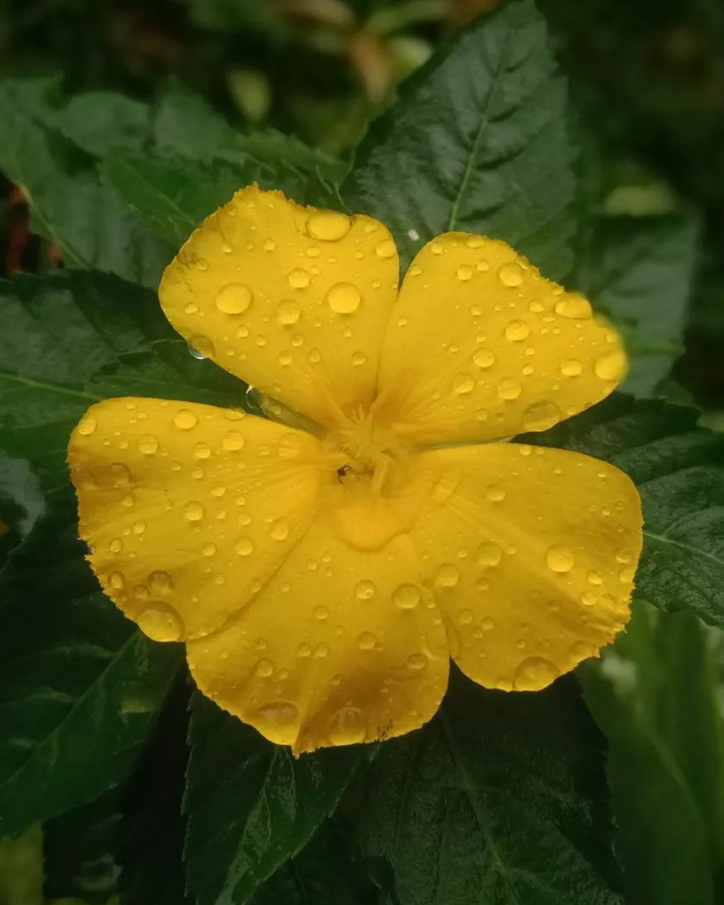 drop, plant, wet, freshness, flower, yellow, water, flowering plant, close-up, beauty in nature, growth, leaf, plant part, rain, nature, petal, flower head, inflorescence, fragility, raindrop, dew, no people, outdoors, green, macro photography, day, springtime, botany, focus on foreground