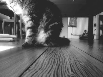 Cat lying on floor