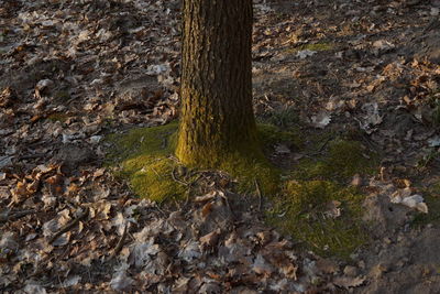 Moss growing on tree trunk in forest