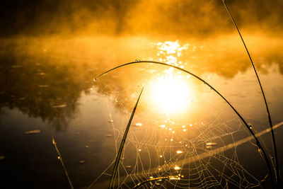 A beautiful spring sunrise scenery with plants growing on the banks of river. springtime landscape.