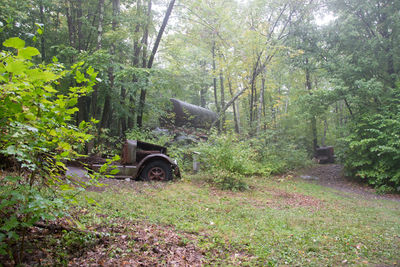 View of lush foliage in forest