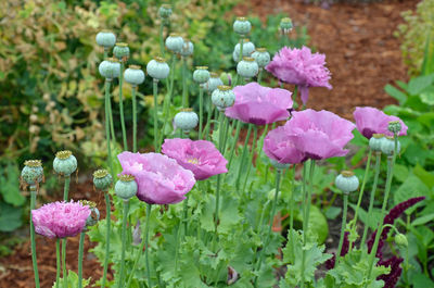 Close-up of pink flowering plants on field