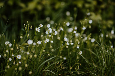 Close-up of white flowering plants on field