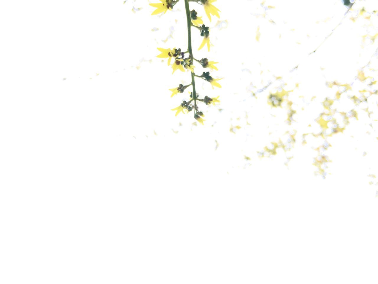 clear sky, copy space, growth, nature, beauty in nature, flower, branch, yellow, leaf, tree, low angle view, fragility, freshness, no people, tranquility, day, outdoors, season, plant, white color