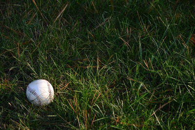 Ball on grass