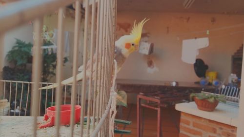 View of birds on table at home