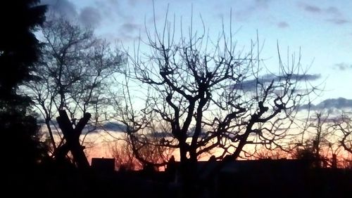 Bare trees against sky at sunset