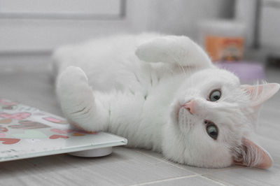 Close-up of cat lying on table