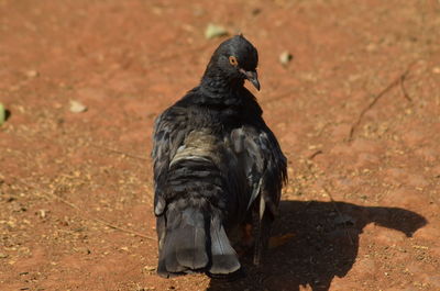 High angle view of a bird on field