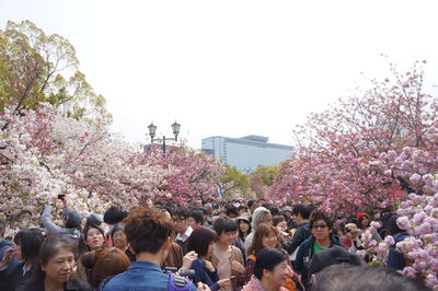 Group of people on cherry blossom against clear sky