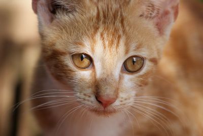 Close-up portrait of cat