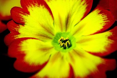 Full frame shot of yellow flower