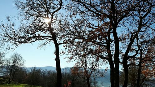 Bare trees against sky