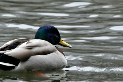 Close-up of duck swimming on lake