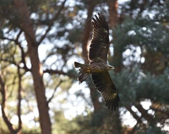 Low angle view of eagle flying