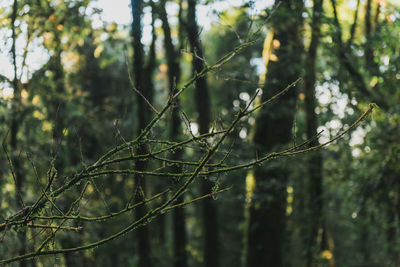 Close-up of bamboo tree in forest