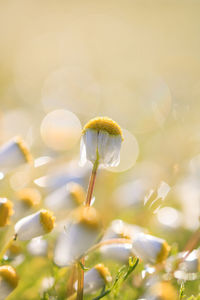 Close-up of daisies on field