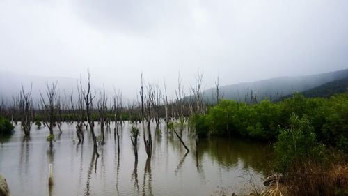 Scenic view of lake