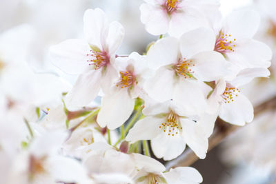 Close-up of white cherry blossoms