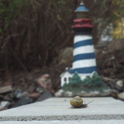 Close-up of cat on tree