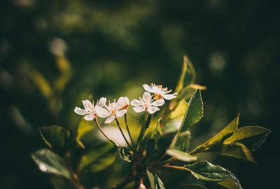 Close-up of flowers