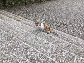 High angle view of cat relaxing on footpath