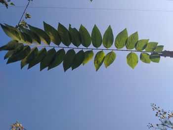 Low angle view of plant against clear blue sky