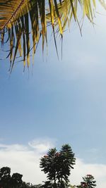 Low angle view of coconut palm tree against sky