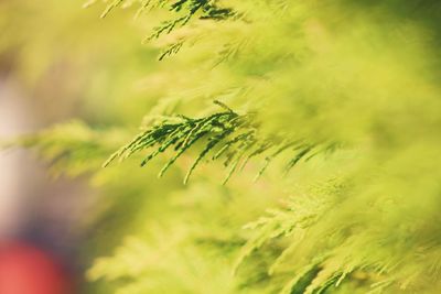 Close-up of fresh green leaf