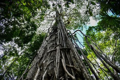 Low angle view of trees in forest