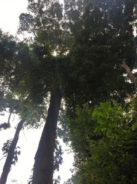 Low angle view of trees in forest against sky