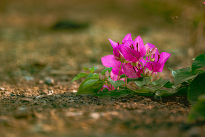 Close-up of pink flowering plant on field