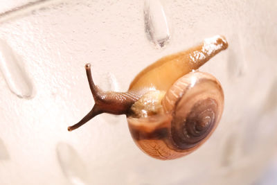 Close-up of snail