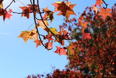 Low angle view of maple leaves on tree