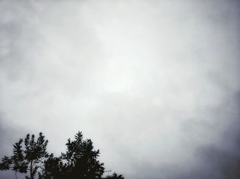 Low angle view of tree against sky