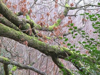 View of tree in forest