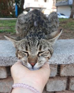 Close-up of hand holding cat